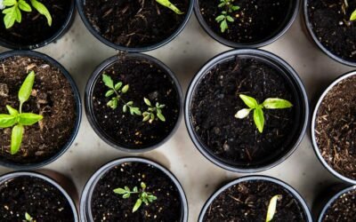 Jak analiza gleby może pomóc w optymalizacji upraw: Korzyści i praktyczne zastosowania